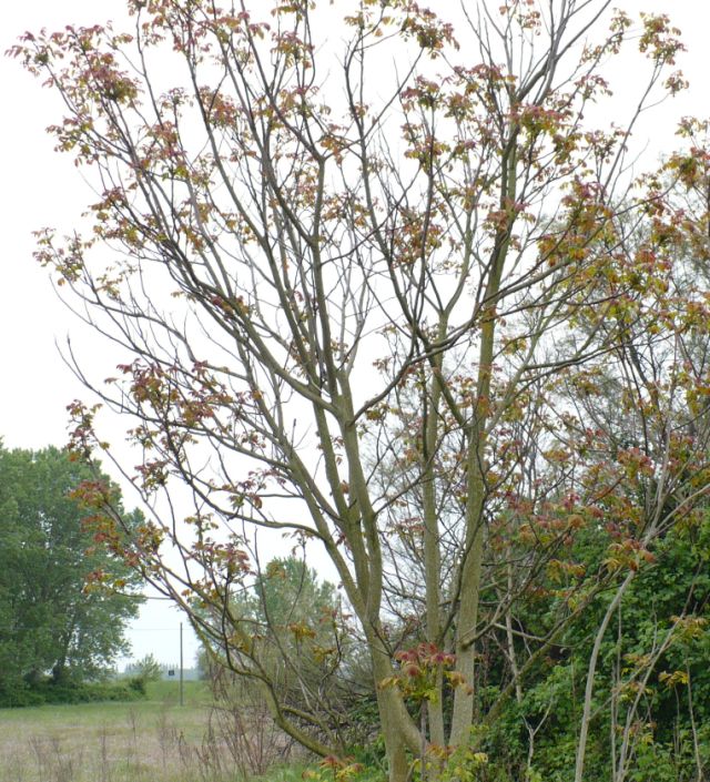 Ailanthus altissima